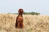 SETTER IRLANDAIS 024